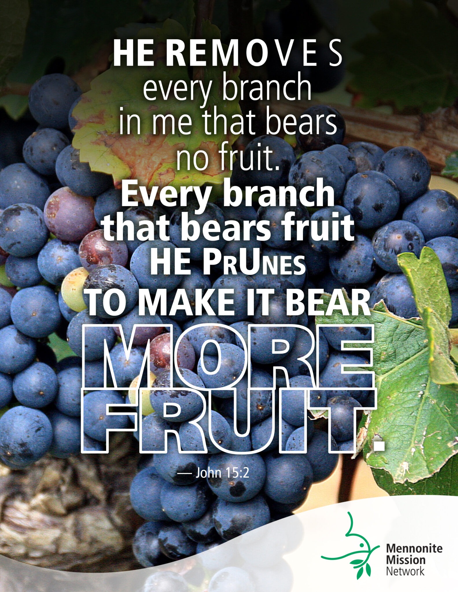 Pruned for a purpose - Mennonite Mission Network