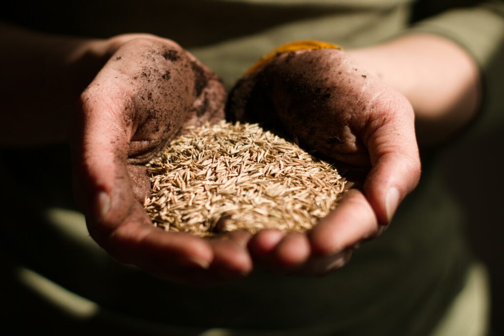 Seed
