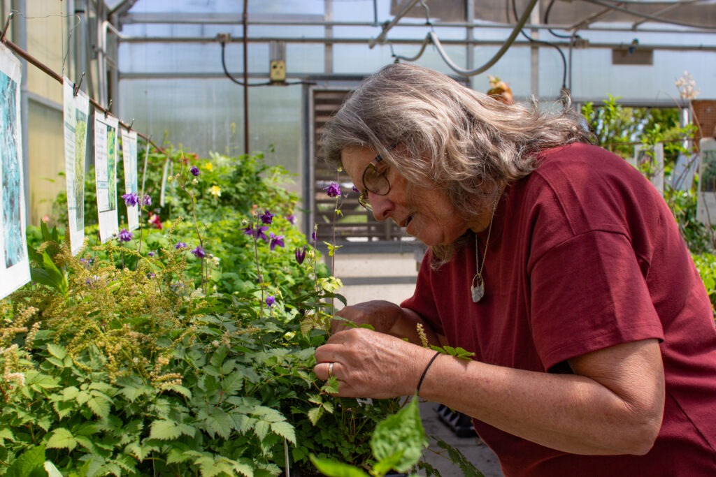 Tina Beachy is working in the greenhouse at Hesston College