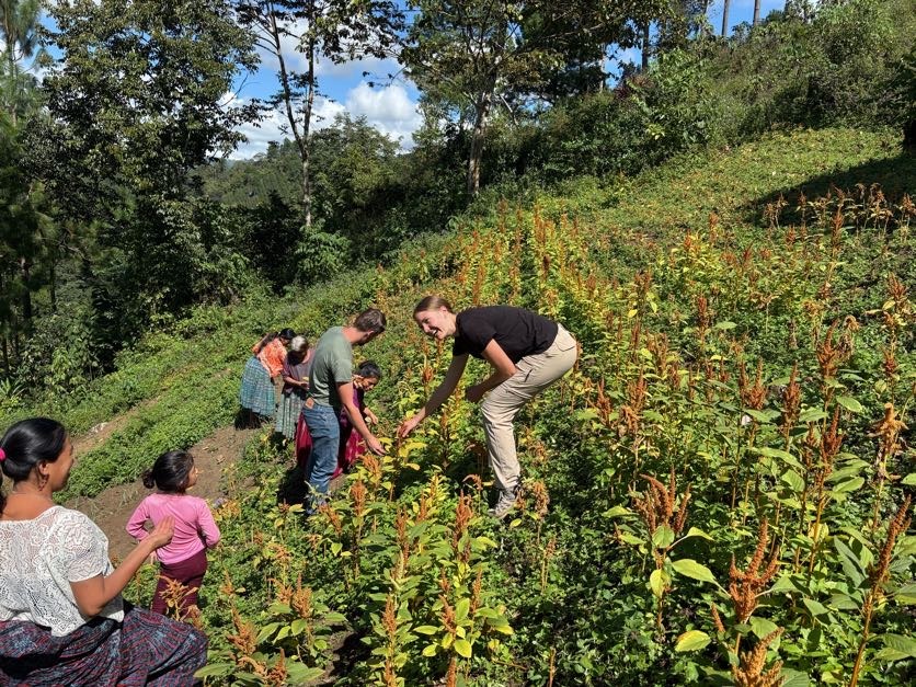 Seth and Stephany Rudeen harvest quilete (forage greens) with a rural Q’eqchi family while serving with Odigua Sembrando Esperanza (Odigua Sowing Hope — ODIGUA). Originally RedPaz was founded in 1997 with the support of Mennonite Central Committee. ODIGUA, based in San Pedro Carchá, Alta Verapaz, works for the integral development of Q’eqchi’ Maya communities through peace, justice, agroecology, and community leadership initiatives.