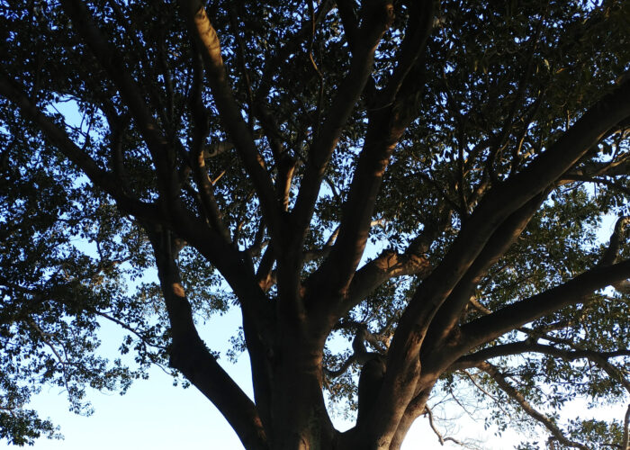 ​Australian tree. Photo by Travis Duerksen.