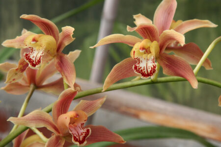 Cymbidium