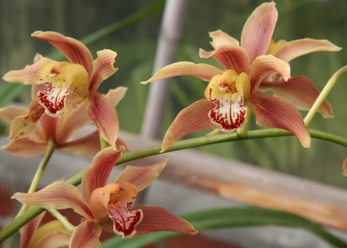 Cymbidium