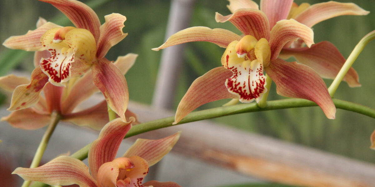 Cymbidium