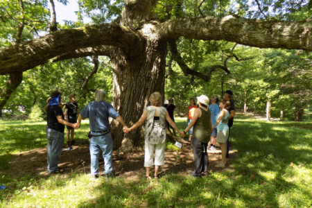 ​This 400-year-old oak