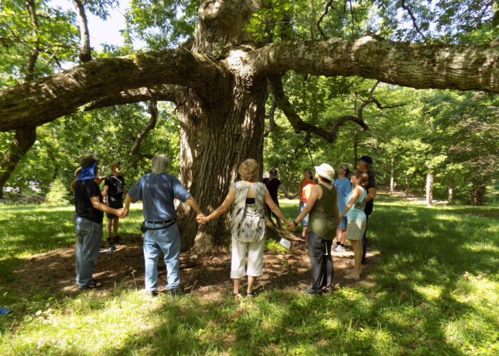 ​This 400-year-old oak