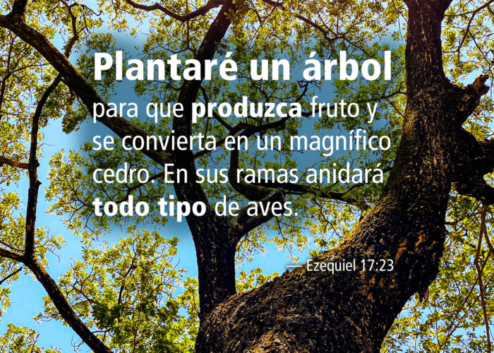Plantaré un árbol