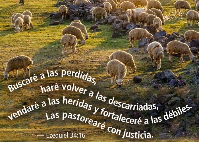 Ezekiel34_16_sp copy
