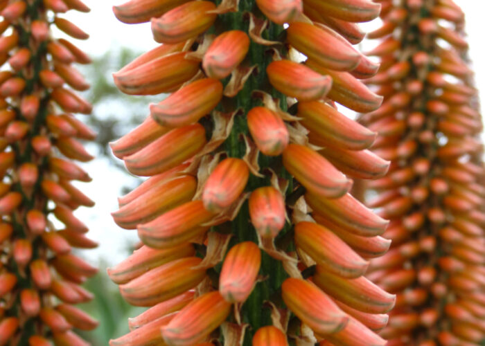 Africa Learning tour