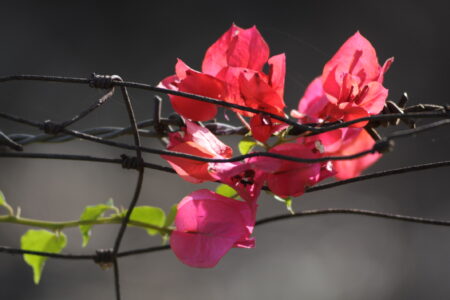 ​In the midst of the COVID-19 pandemic