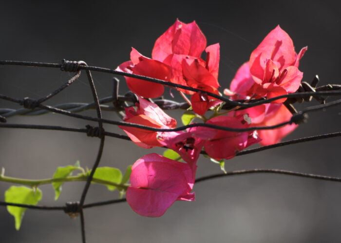 ​In the midst of the COVID-19 pandemic