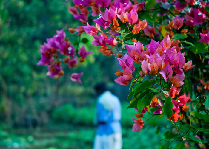 Flowers in Jagdeeshpur