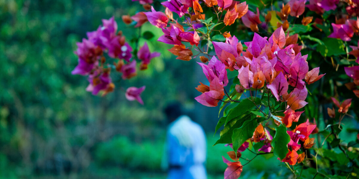 Flowers in Jagdeeshpur