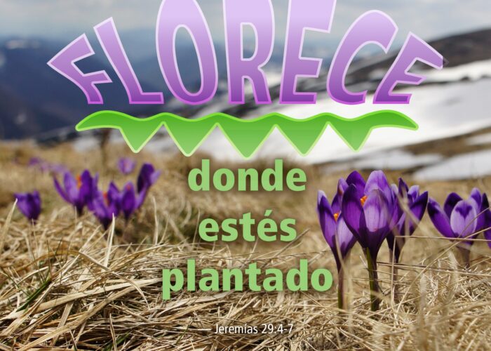 Jeremiah29_4-7_sp copy