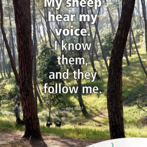 Knowing the Shepherd