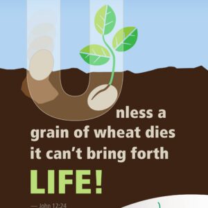 Grain of wheat