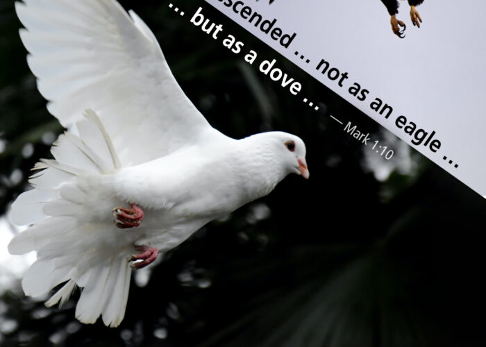 The Spirit as a dove
