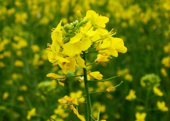 Mustard plant