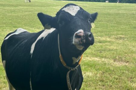 One of many cows we made friends with along the Täuferweg leading into Schleitheim.