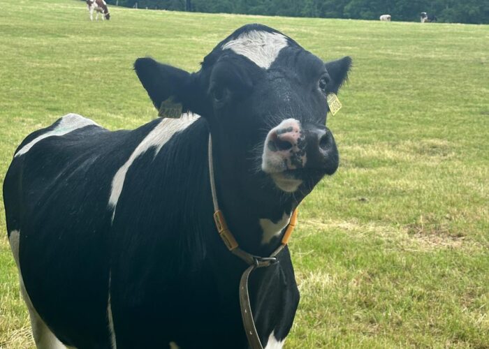 One of many cows we made friends with along the Täuferweg leading into Schleitheim.