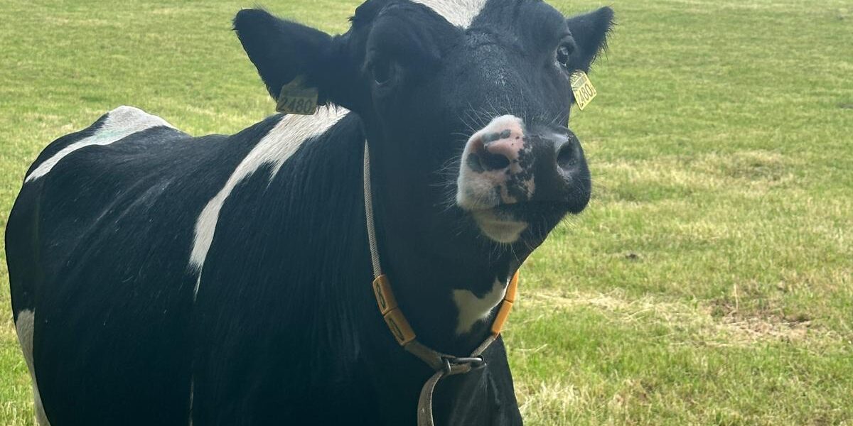 One of many cows we made friends with along the Täuferweg (Anabaptist Trail) leading into Schleitheim.