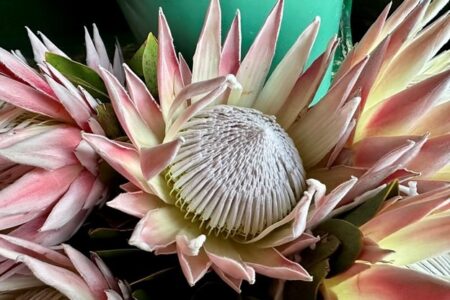 South Africa’s national flower, the King Protea. Photo by Jennifer Murch.