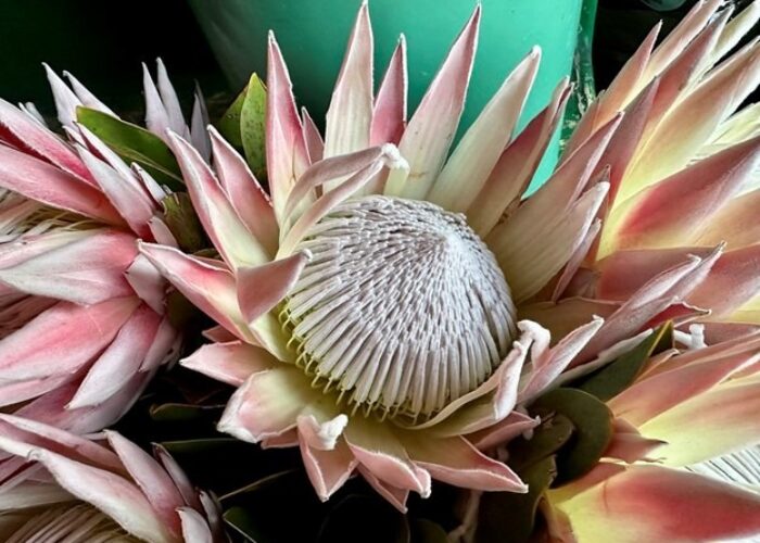 South Africa’s national flower, the King Protea. Photo by Jennifer Murch.