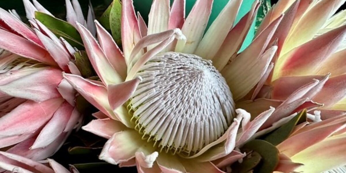 South Africa’s national flower, the King Protea. Photo by Jennifer Murch.