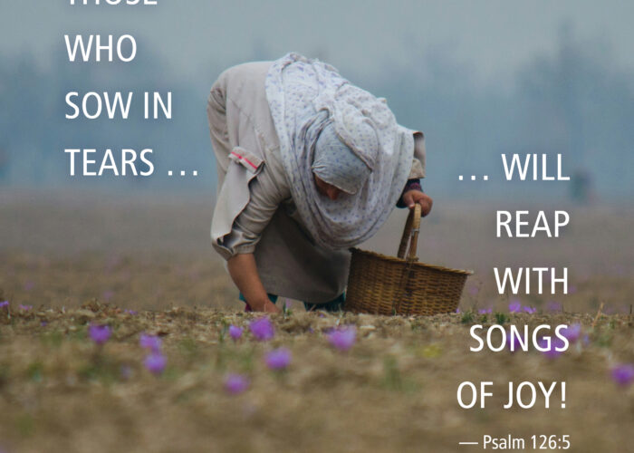 Sow in tears