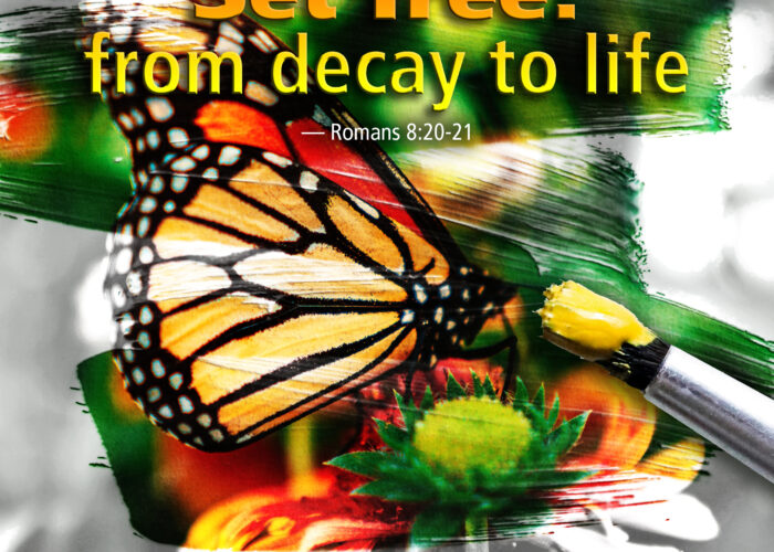 Creation will be set free