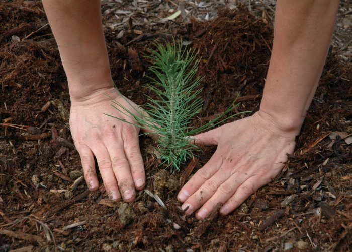 ?Making a will is like planting a tree in that it leaves a long-lasting legacy that will be felt far into the future. Photo by Pacific Southwest Forest Service