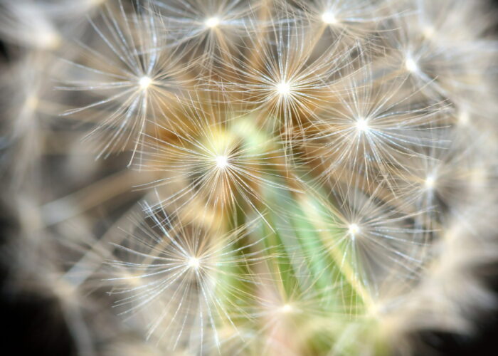 dandelion-details-1-1347366