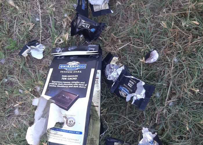 These are the foil remains of a feast enjoyed by a raccoon who ravaged chocolates belonging to Laurie Oswald Robinson