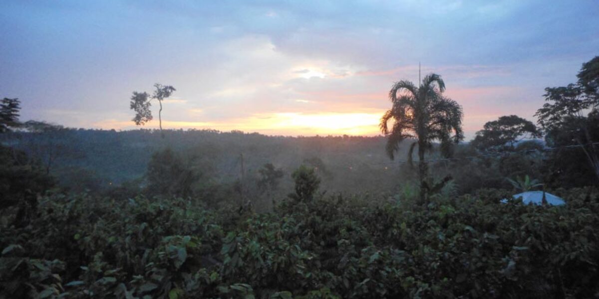 jungle