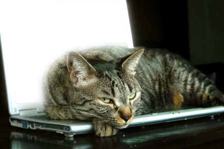 lap-cat-1243719