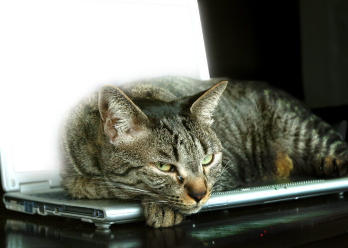 lap-cat-1243719