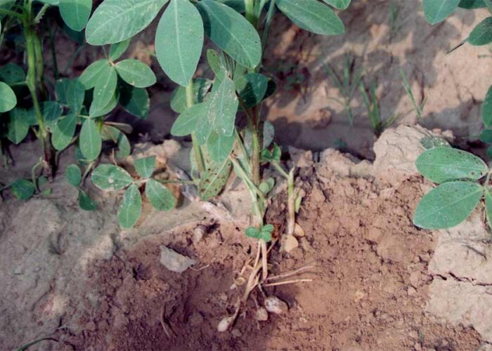 Peanut plant