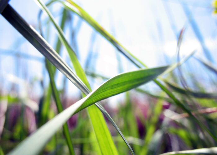 spring-meadow-1176421-1920x1440