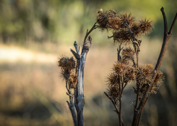 thistle-1331910-1920x1280